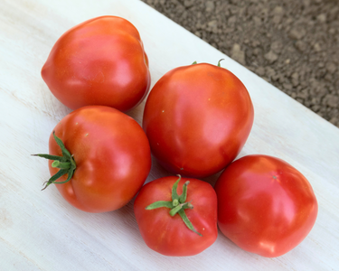 Mountain Pride Hybrid Tomato Seeds
